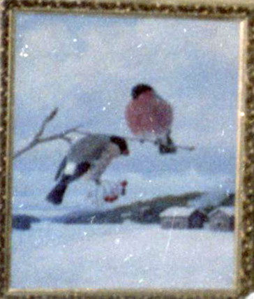 MT_649_A_matti karppanen lintuja